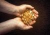 Hands holding gold nuggets over dark background