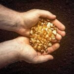 Hands holding gold nuggets over dark background