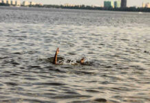 Persons hand reaching out from the water