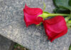 SHOCKING Funeral Betrayal—Son RIPS Obama, Biden Two red roses on a gray stone surface.