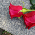 Two red roses on a gray stone surface.