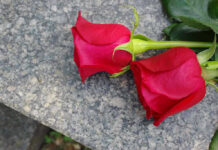 Two red roses on a gray stone surface.