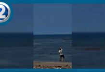 WATCH: Man throws rock at Hawaiian monk seal along Maui beach
