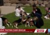 1,500 beagles rescued from Ridglan Farms