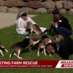 1,500 beagles rescued from Ridglan Farms