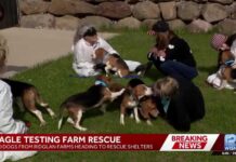 1,500 beagles rescued from Ridglan Farms