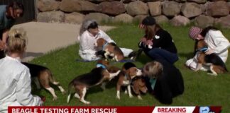 1,500 beagles rescued from Ridglan Farms