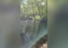 Beaver attacks family at New Jersey lake