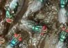 What to know about the New World screwworm fly and its reappearance in the US