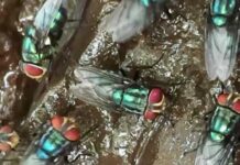 What to know about the New World screwworm fly and its reappearance in the US