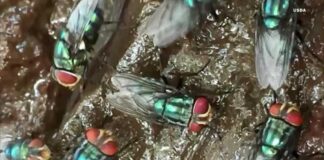 What to know about the New World screwworm fly and its reappearance in the US