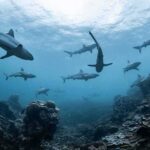 Sharks swimming above a coral reef
