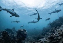 Deep-Sea Predator Outsmarts Blindness Sharks swimming above a coral reef