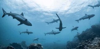 Sharks swimming above a coral reef
