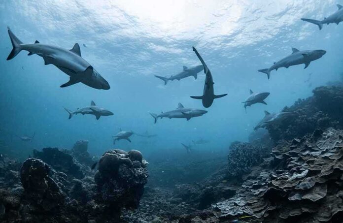 shutterstock_1488699209 Sharks swimming above a coral reef