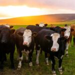 herd of cows standing in a green pasture at sunset