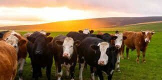 herd of cows standing in a green pasture at sunset