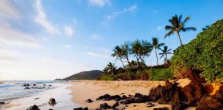 Sandy tropical beach with black lava rocks and palm trees at sunset