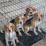 Four beagle puppies in a metal crate
