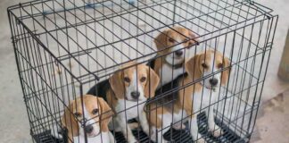 Four beagle puppies in a metal crate