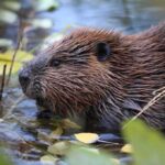 Beaver in shallow water among floating leaves